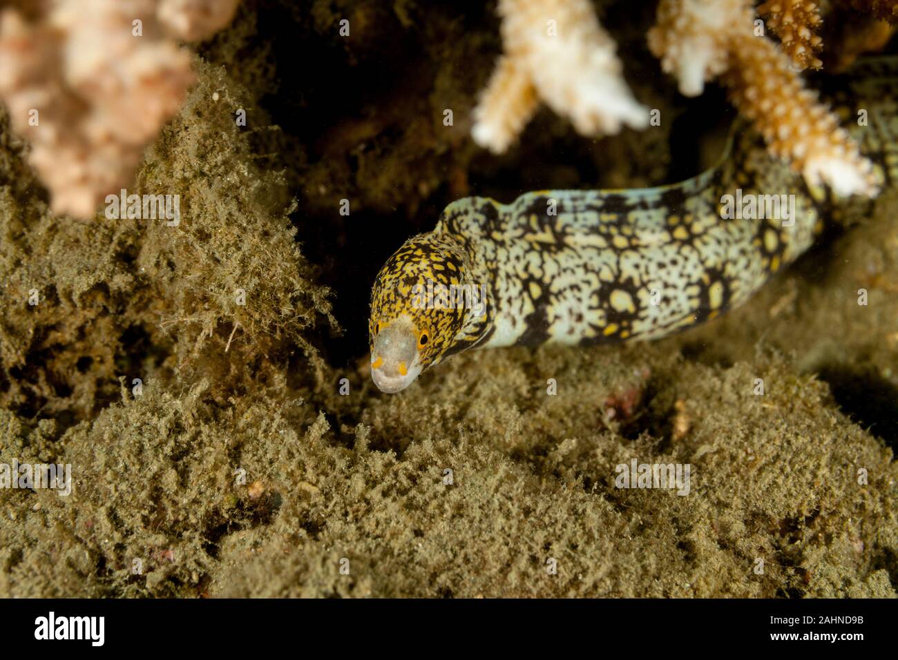 Die Schneeflocke Moray (Echidna nebulosa) auch als getrübt Moray bekannt Stockfoto