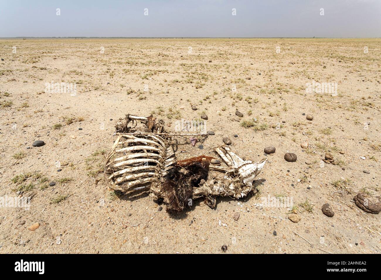 Skelett eines toten Tieres in der Wüste nahe dem Turkana-See, der Grenze Äthiopiens und Kenias Stockfoto