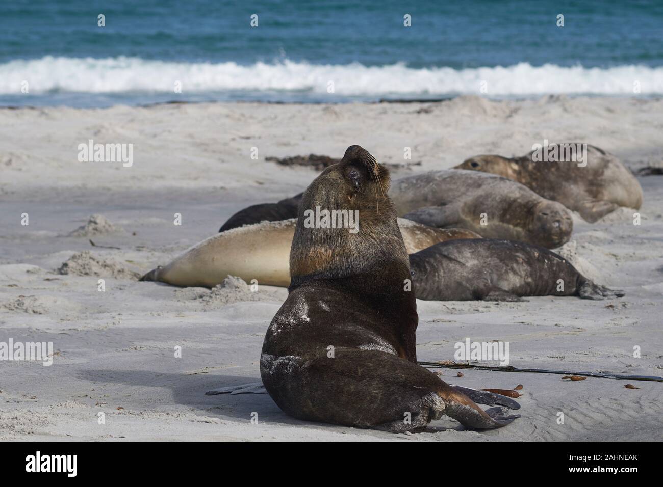 Männliche Southern Sea Lion (Otaria flavescens) unter einer Gruppe von Südlicher See-Elefant (Mirounga leonina leonina) auf Sea Lion Island in den Falkland Inseln. Stockfoto