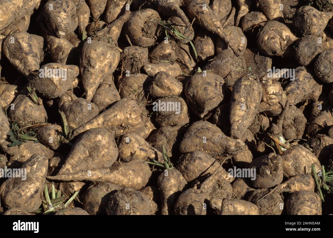 Erntegut ZUCKERRÜBEN (Beta vulgaris). Abschnitt des vor kurzem angehoben wurde, oder Erntegut mit einer Schraubzwinge und Warten auf Abholung, zu transportrd zu einem Suga werden Stockfoto