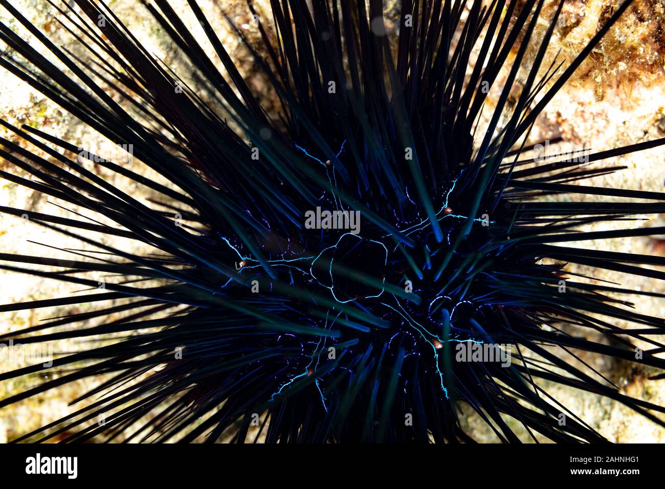 Seeigel, oder einfach Seeigel, sind in der Regel dornige, kugelförmigen Tiere, stachelhäuter in der Klasse Echinoidea Stockfoto