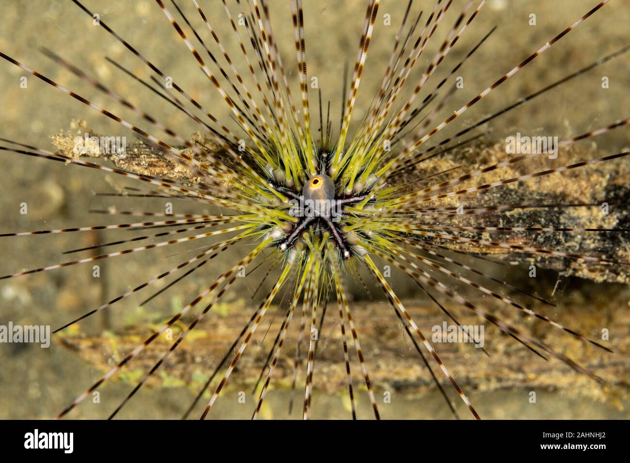 Seeigel, oder einfach Seeigel, sind in der Regel dornige, kugelförmigen Tiere, stachelhäuter in der Klasse Echinoidea Stockfoto