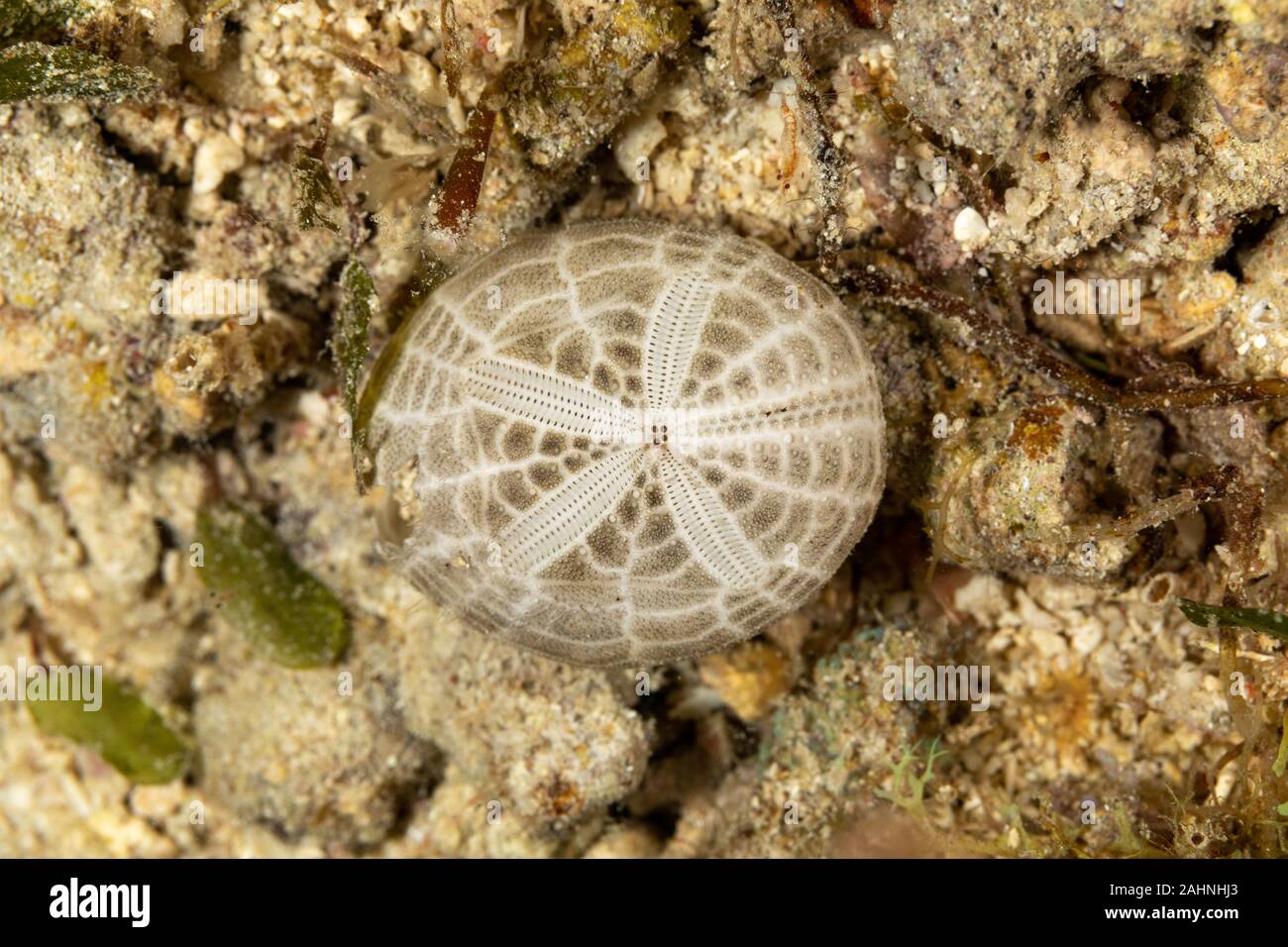 Seeigel, oder einfach Seeigel, sind in der Regel dornige, kugelförmigen Tiere, stachelhäuter in der Klasse Echinoidea Stockfoto