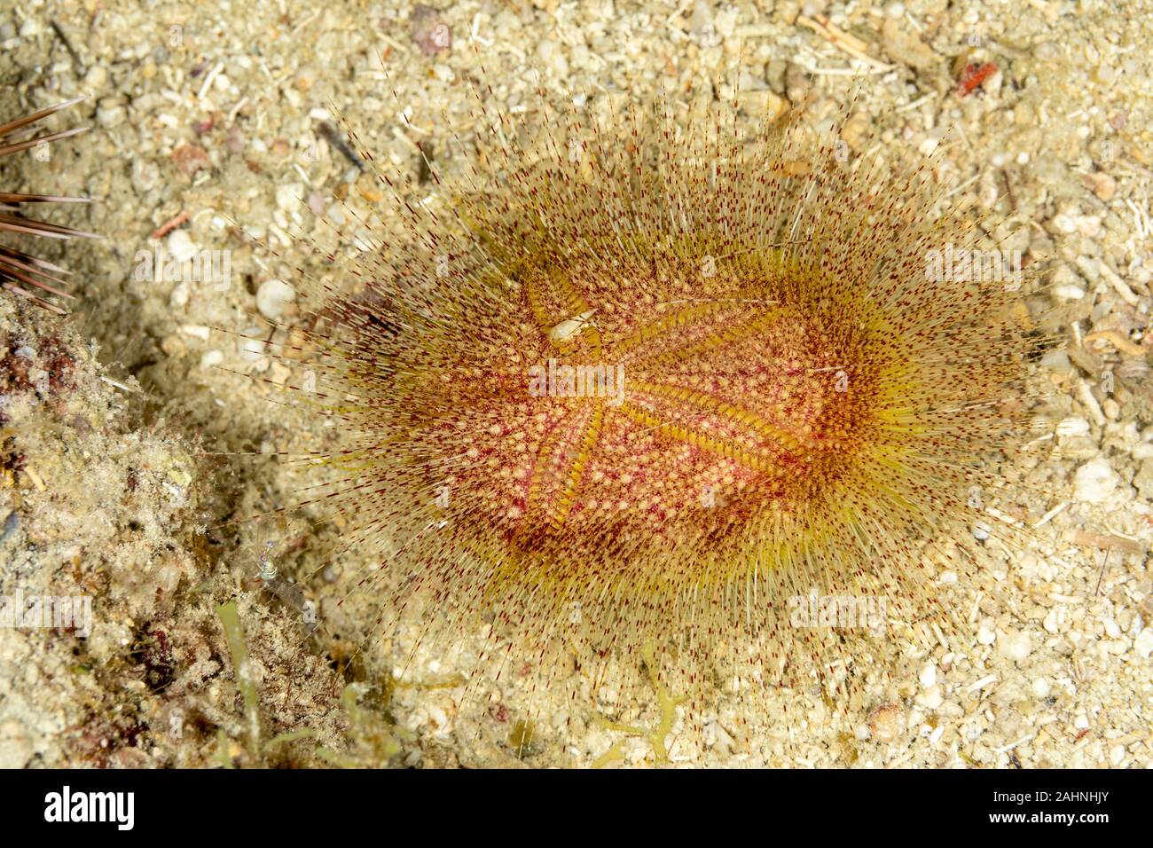 Seeigel, oder einfach Seeigel, sind in der Regel dornige, kugelförmigen Tiere, stachelhäuter in der Klasse Echinoidea Stockfoto