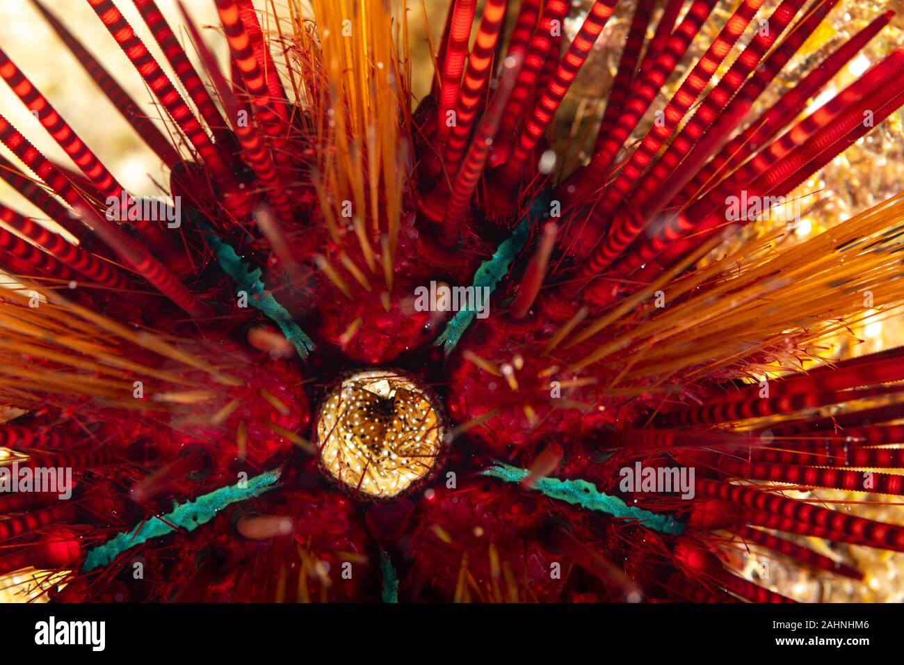 Seeigel, oder einfach Seeigel, sind in der Regel dornige, kugelförmigen Tiere, stachelhäuter in der Klasse Echinoidea Stockfoto