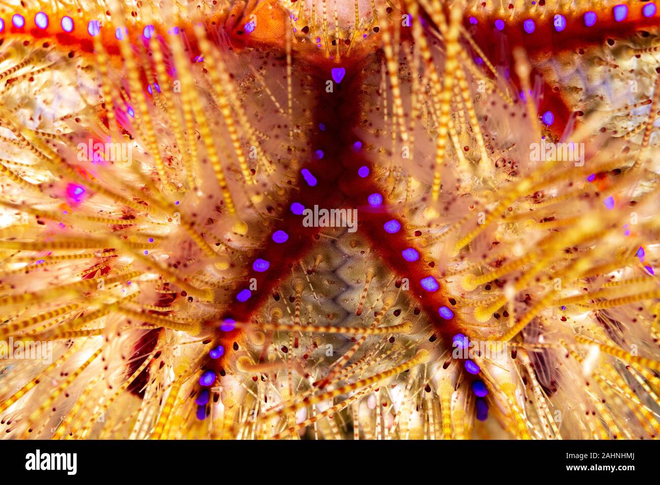 Seeigel, oder einfach Seeigel, sind in der Regel dornige, kugelförmigen Tiere, stachelhäuter in der Klasse Echinoidea Stockfoto