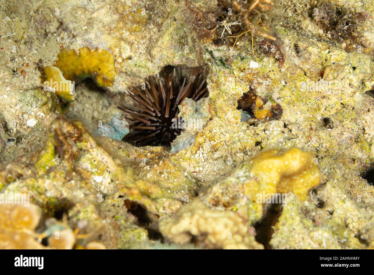 Seeigel, oder einfach Seeigel, sind in der Regel dornige, kugelförmigen Tiere, stachelhäuter in der Klasse Echinoidea Stockfoto