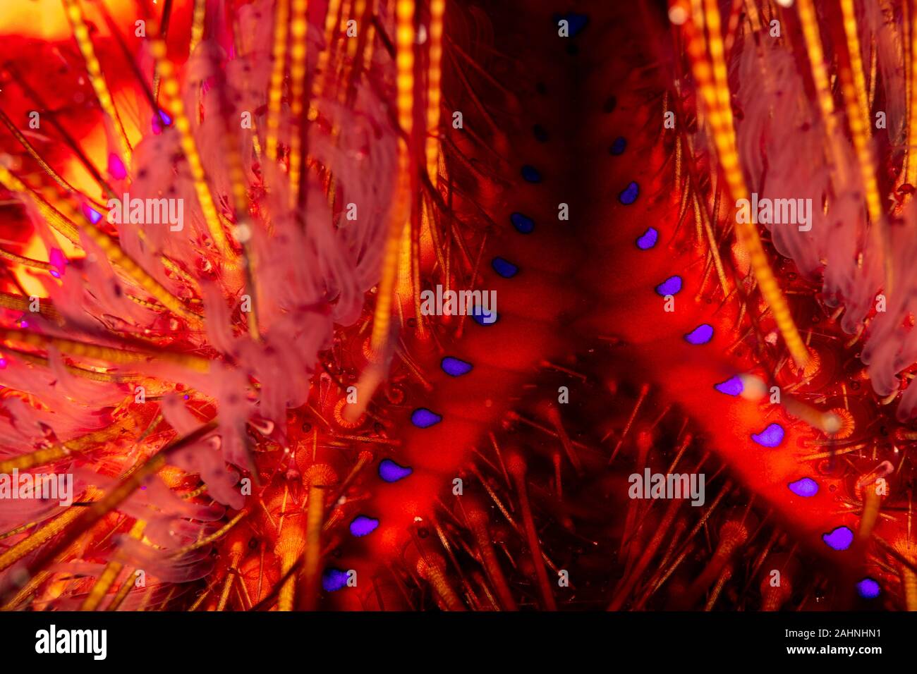 Seeigel, oder einfach Seeigel, sind in der Regel dornige, kugelförmigen Tiere, stachelhäuter in der Klasse Echinoidea Stockfoto