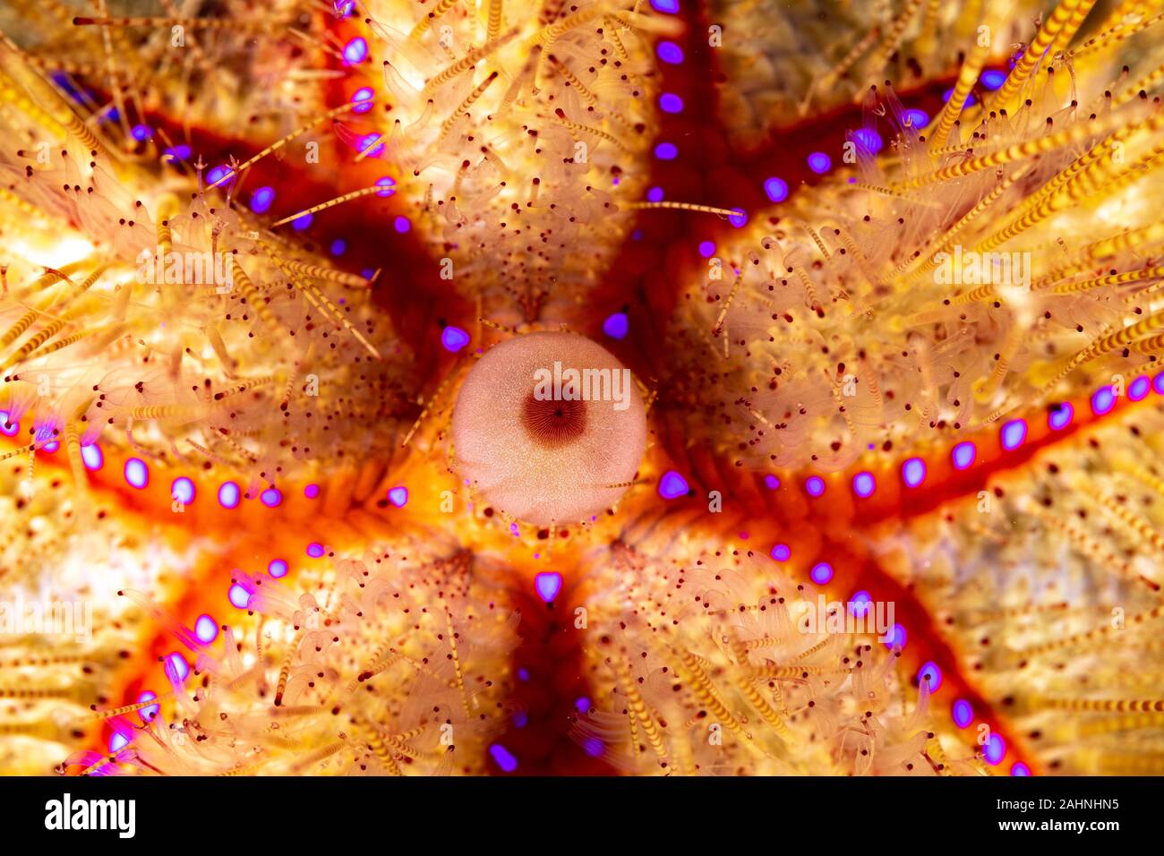 Seeigel, oder einfach Seeigel, sind in der Regel dornige, kugelförmigen Tiere, stachelhäuter in der Klasse Echinoidea Stockfoto