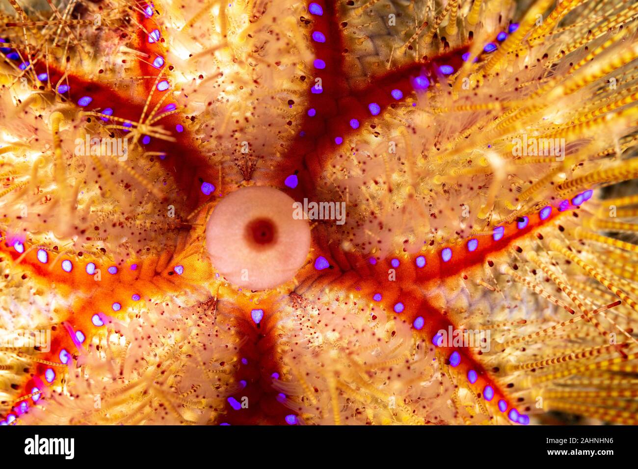 Seeigel, oder einfach Seeigel, sind in der Regel dornige, kugelförmigen Tiere, stachelhäuter in der Klasse Echinoidea Stockfoto