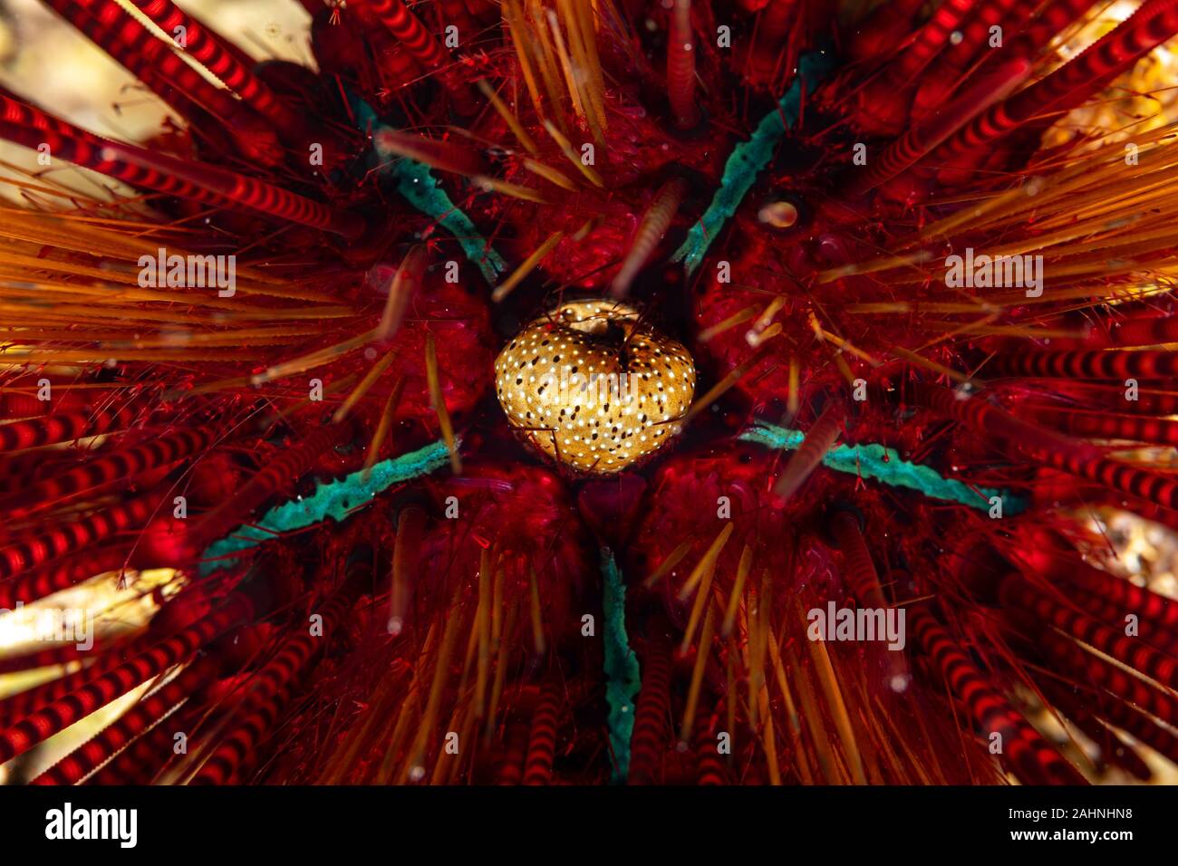 Seeigel, oder einfach Seeigel, sind in der Regel dornige, kugelförmigen Tiere, stachelhäuter in der Klasse Echinoidea Stockfoto