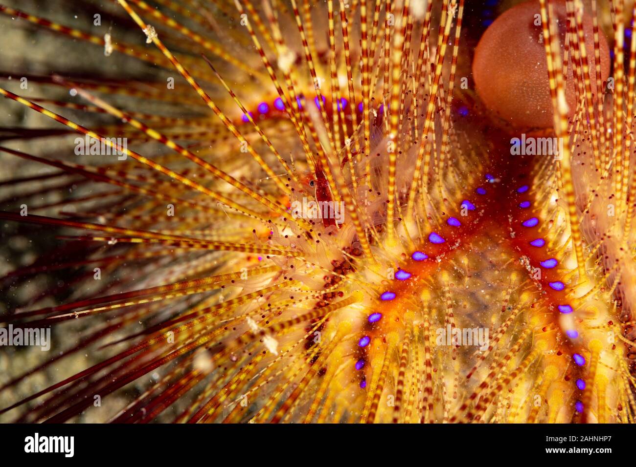 Seeigel, oder einfach Seeigel, sind in der Regel dornige, kugelförmigen Tiere, stachelhäuter in der Klasse Echinoidea Stockfoto