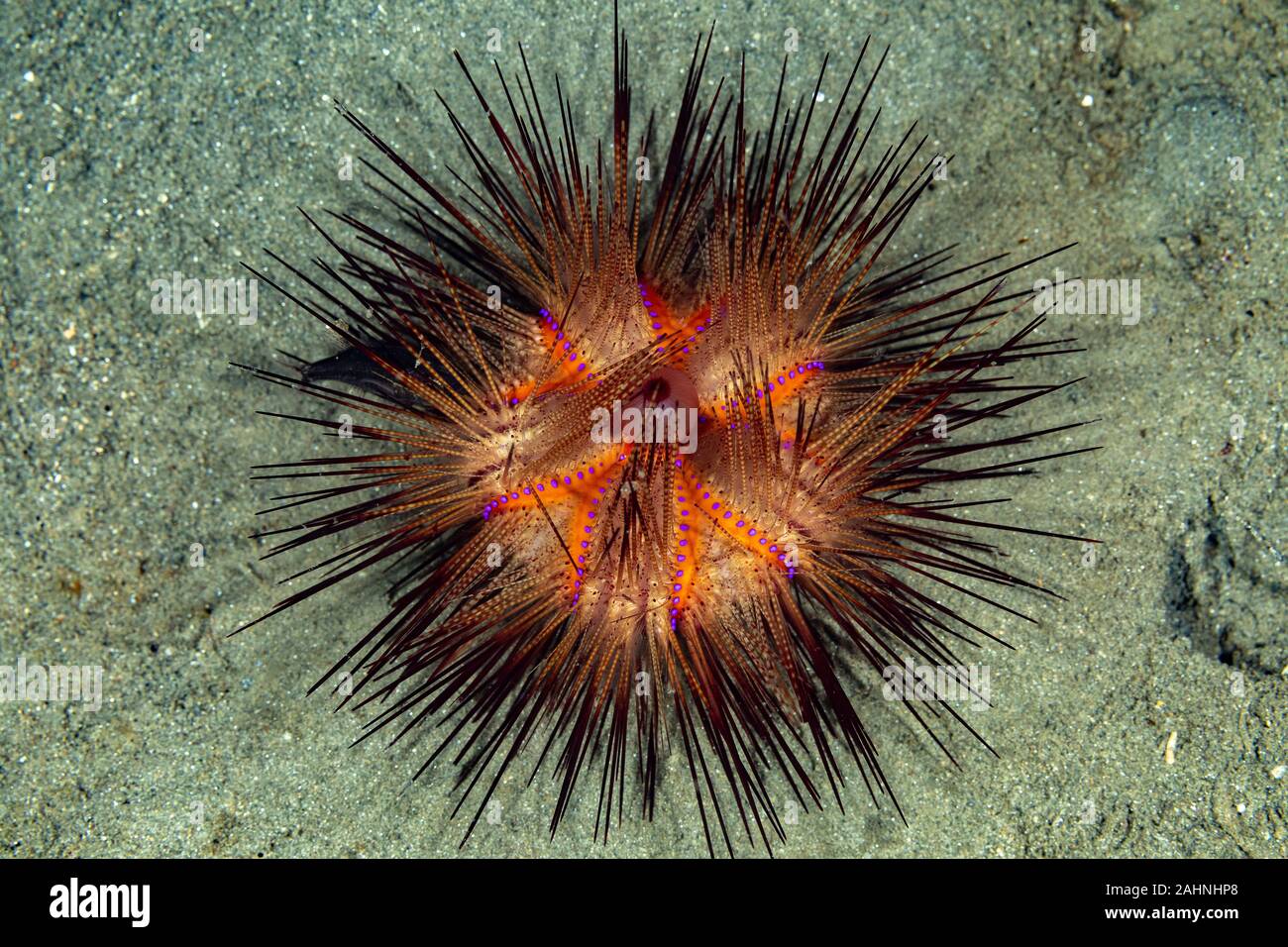 Seeigel, oder einfach Seeigel, sind in der Regel dornige, kugelförmigen Tiere, stachelhäuter in der Klasse Echinoidea Stockfoto