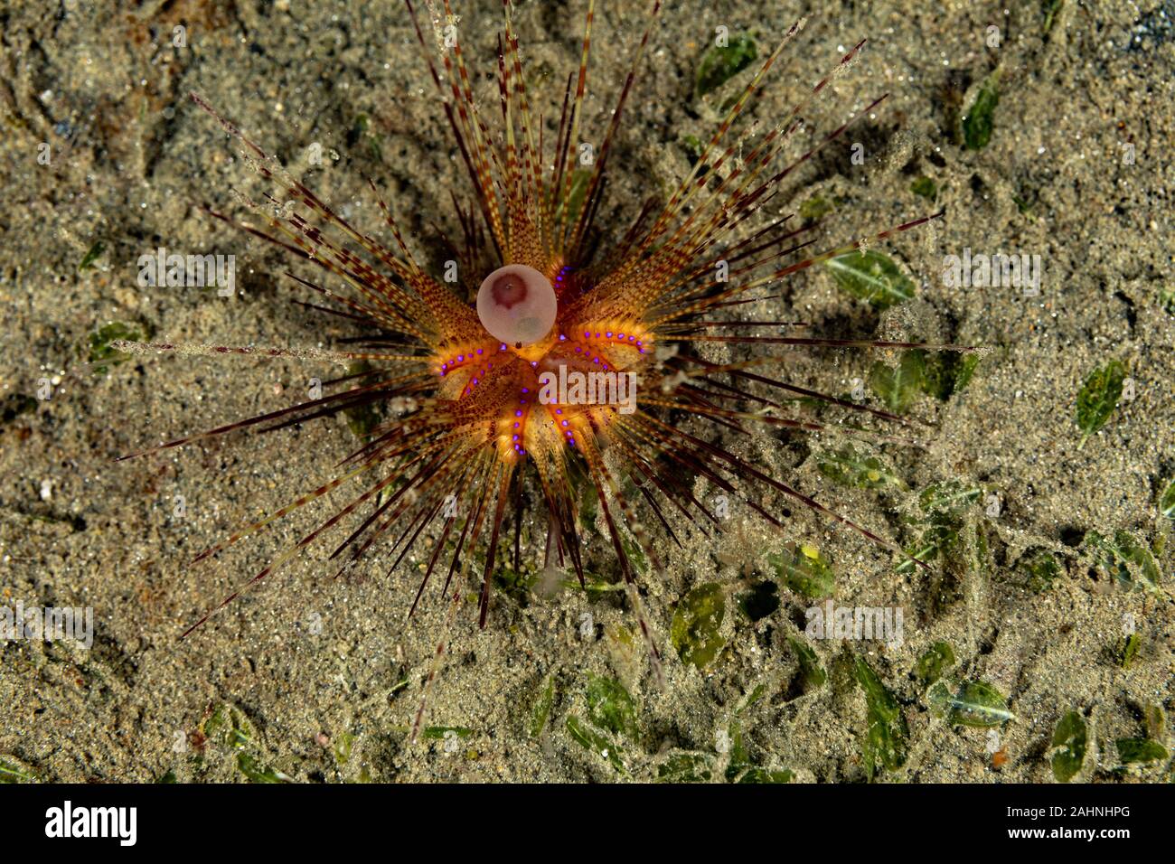 Seeigel, oder einfach Seeigel, sind in der Regel dornige, kugelförmigen Tiere, stachelhäuter in der Klasse Echinoidea Stockfoto