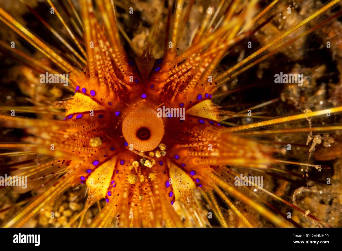 Seeigel, oder einfach Seeigel, sind in der Regel dornige, kugelförmigen Tiere, stachelhäuter in der Klasse Echinoidea Stockfoto