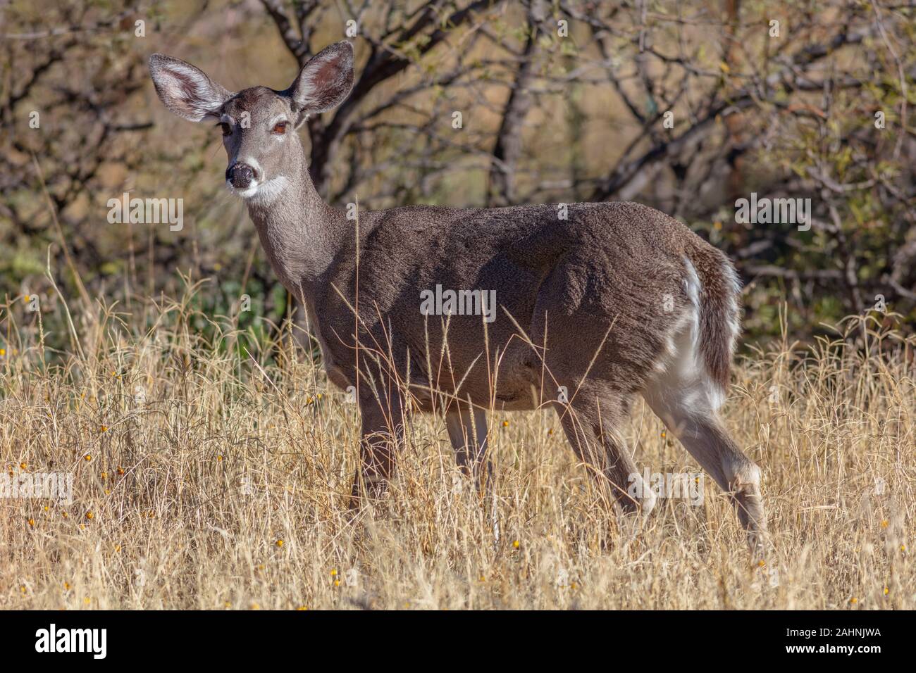 Coues 'White-tailed deer oder Arizona Weißwedelhirsche Odocoileus virginianus couesi Stockfoto