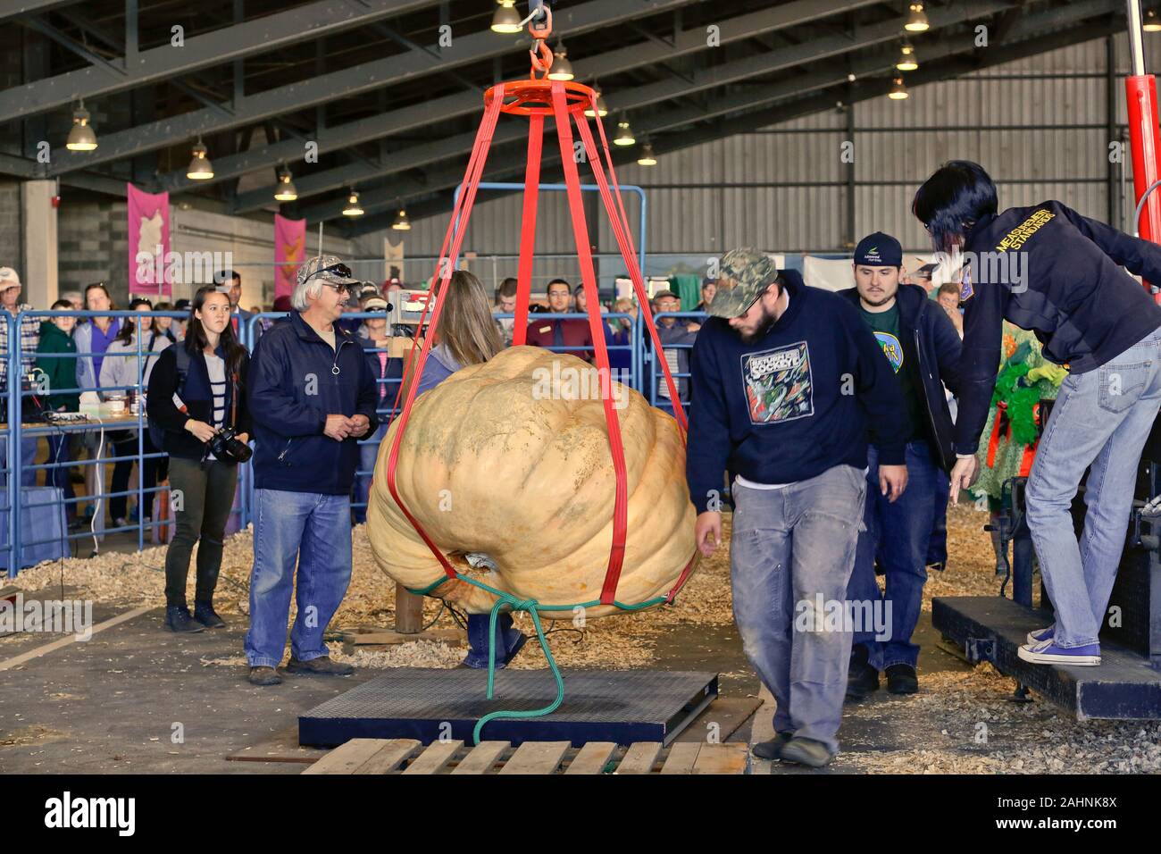Alaska State Fair, Kürbis Wiege-off, wachsame Farmer, Wettkampfscheune. Stockfoto