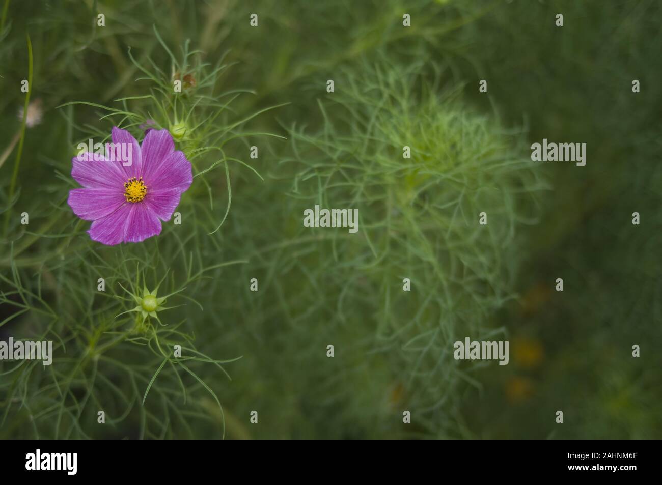 Blume, Cosmos Bipinnatus, Garten Kosmos, mexikanische Aster Stockfoto