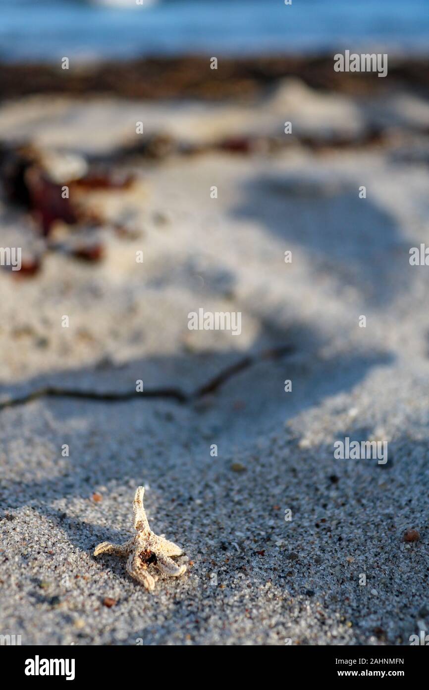 Kleine Seesterne liegt am Strand der Ostsee, Hohwacht, Deutschland Stockfoto