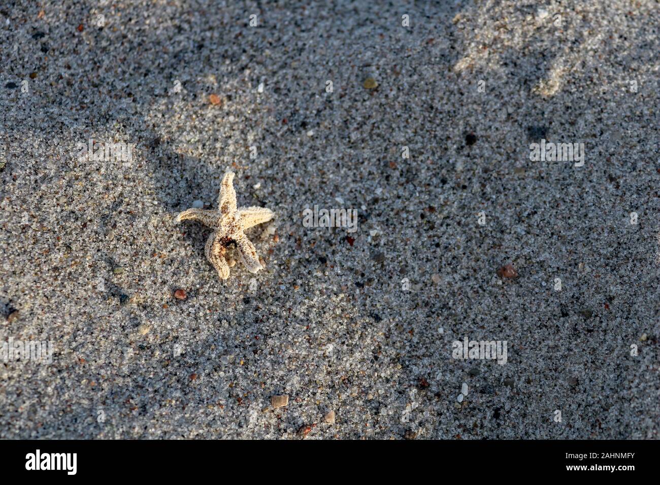 Kleine Seesterne liegt am Strand der Ostsee, Hohwacht, Deutschland Stockfoto