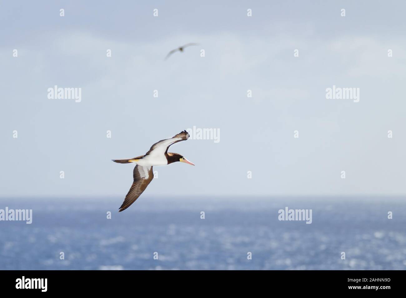 Ein Braunbooby, Sula leucogaster, fliegt über das Karibische Meer und sucht nach Fischen in der Nähe der Wasseroberfläche Stockfoto