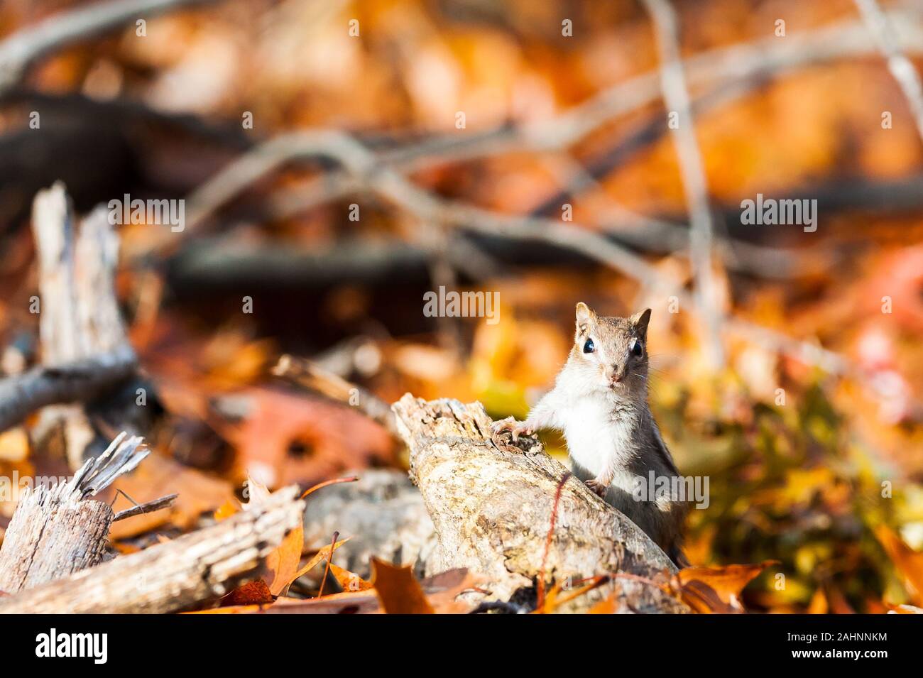 Eichhörnchen im Wald überrascht, mit Blick auf die Kamera Stockfoto