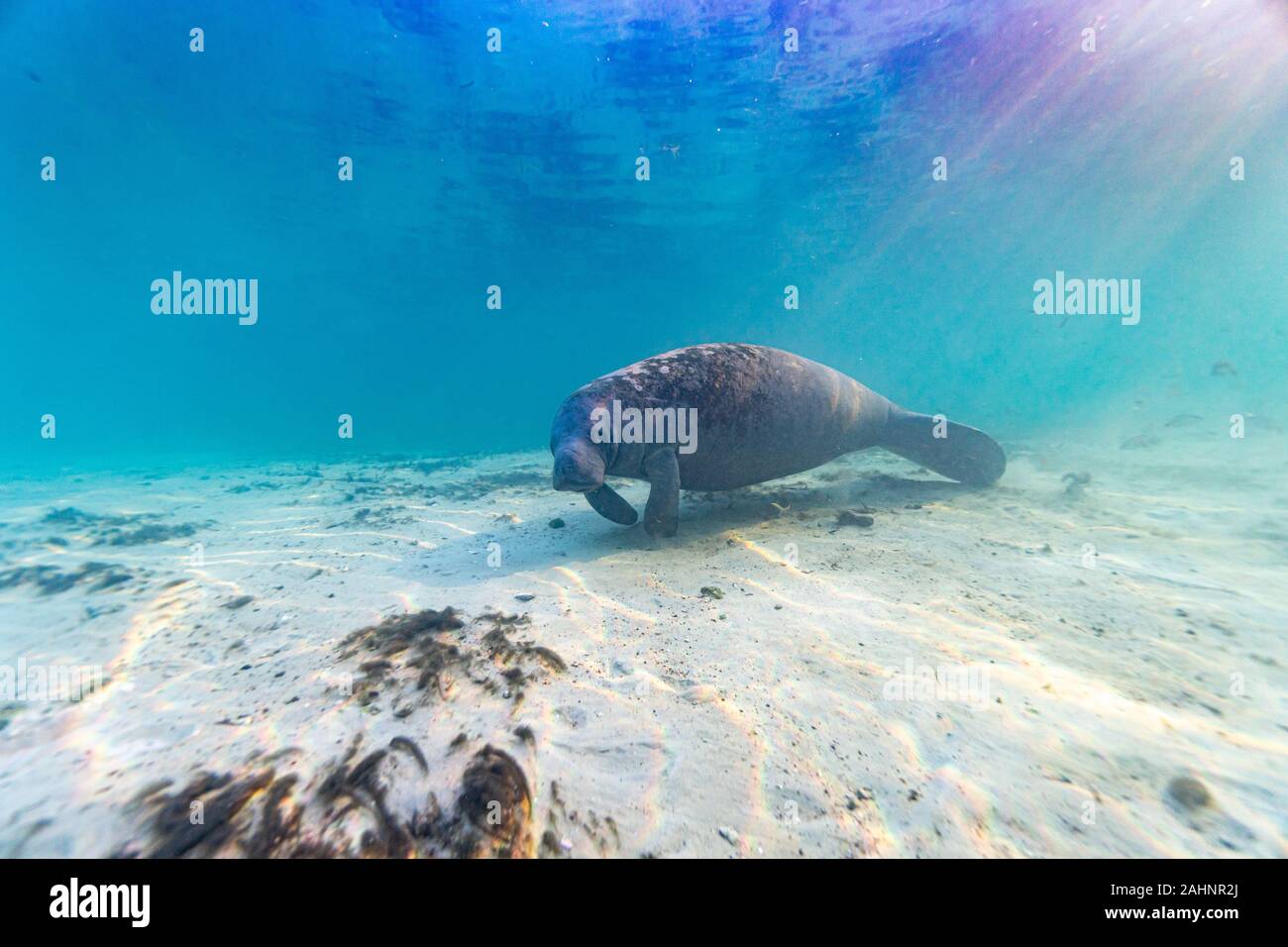 Extreme Weitwinkel geschossen von einem Wild West Indian Manatee (Trichechus Manatus) im warmen, seichten Gewässern eines zentralen Florida Frühling. Stockfoto