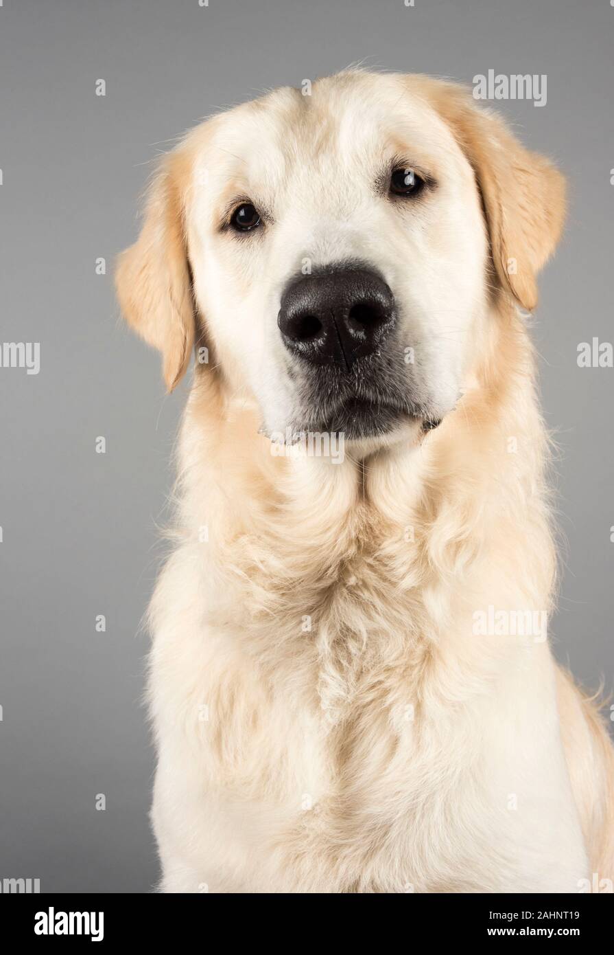 Golden Retriever 15 Monate alt, männlich, UK. Stockfoto