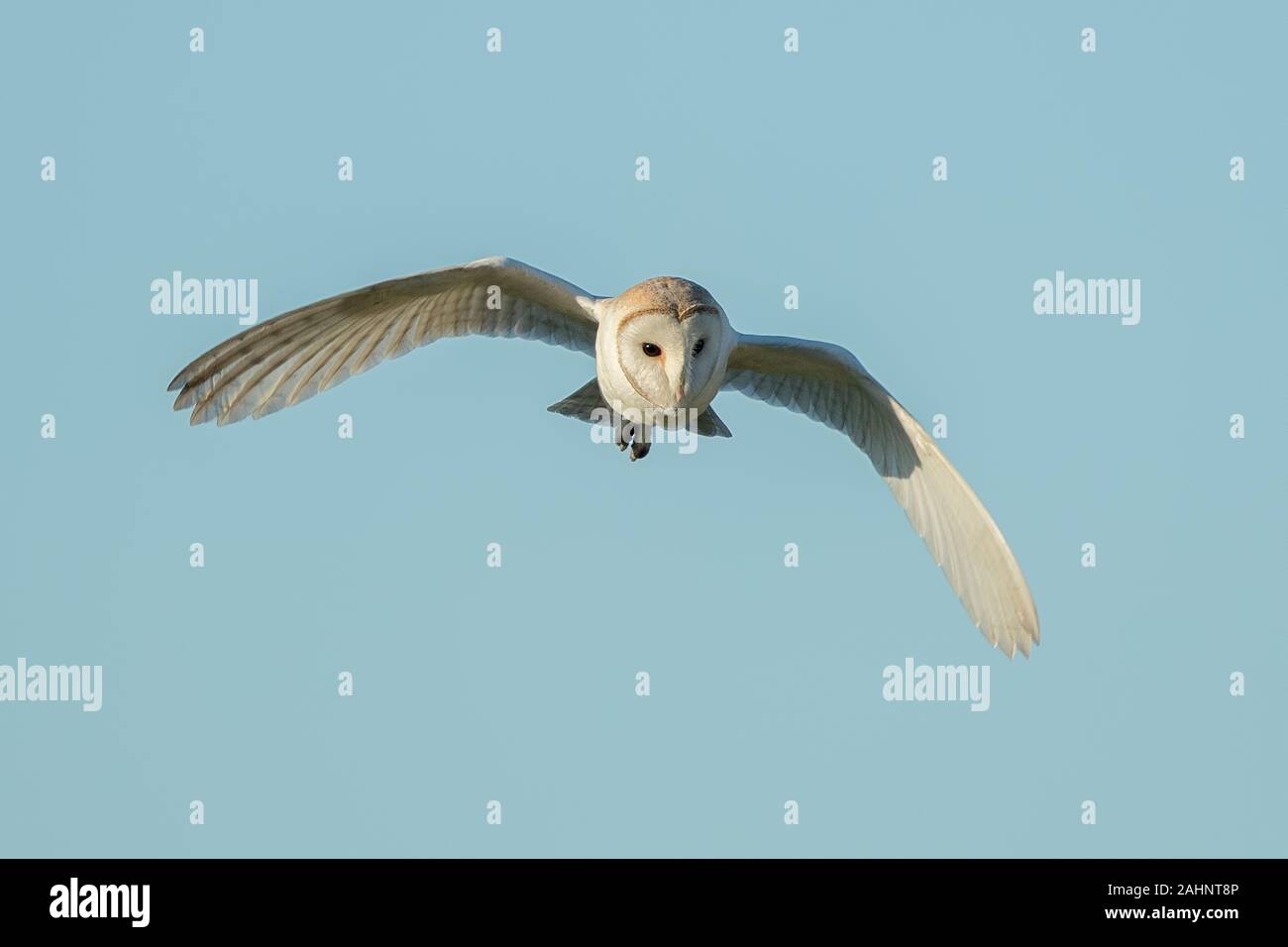 Schleiereule fliegen Stockfoto