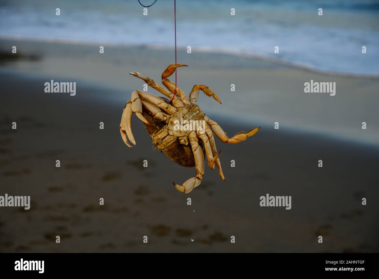 Krabbe Snaring am Baker Beach Stockfoto