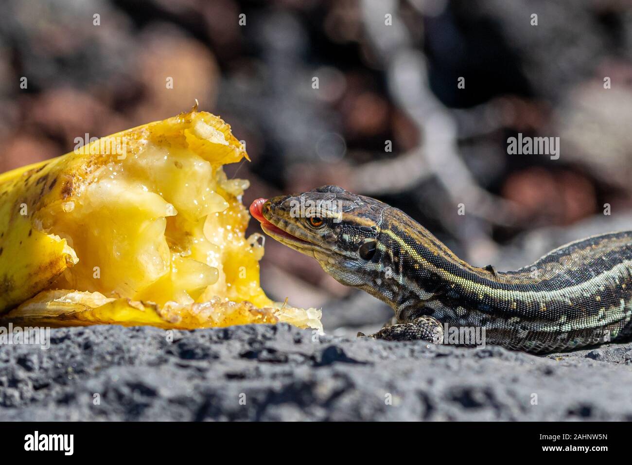 Weibliche La Palma wand Echsen GALLOTIA GALLOTI palmae () essen Banane auf Vulkangestein verworfen. Die männlichen Eidechse hat hellblaue Färbung unter Hals Stockfoto