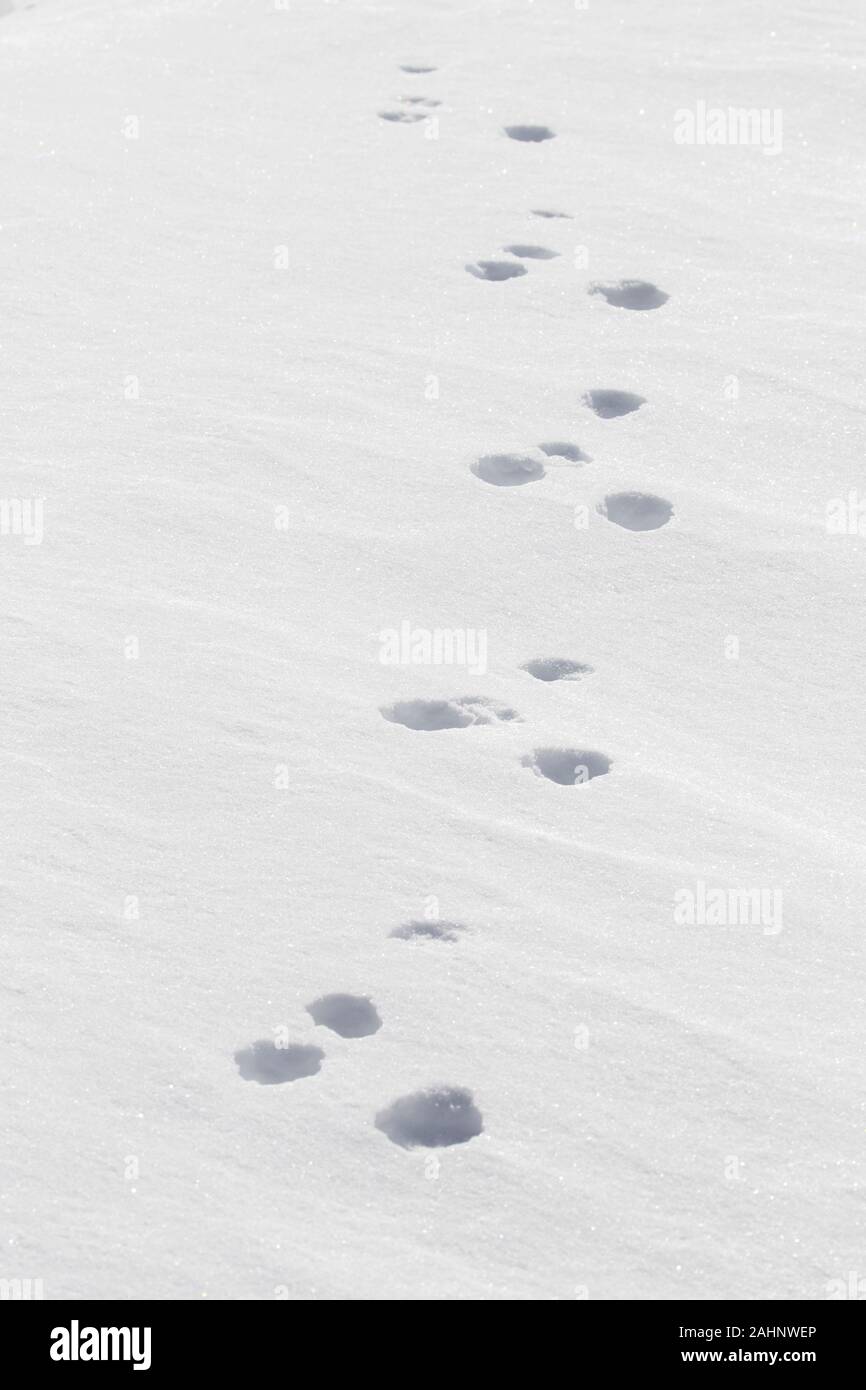 Close up Spuren im Schnee von Mountain Hare/Alpine Hase/Schneehase (Lepus timidus) im Winter Stockfoto