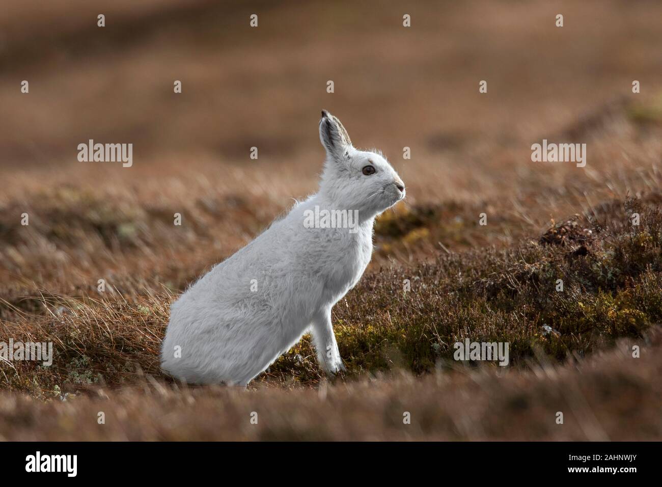 Schneehase/Alpine Hase/Schneehase (Lepus timidus) in weiß winter Fell Nahrungssuche im Moor im Cairngorms Nationalpark in der Feder, Schottland, Großbritannien Stockfoto