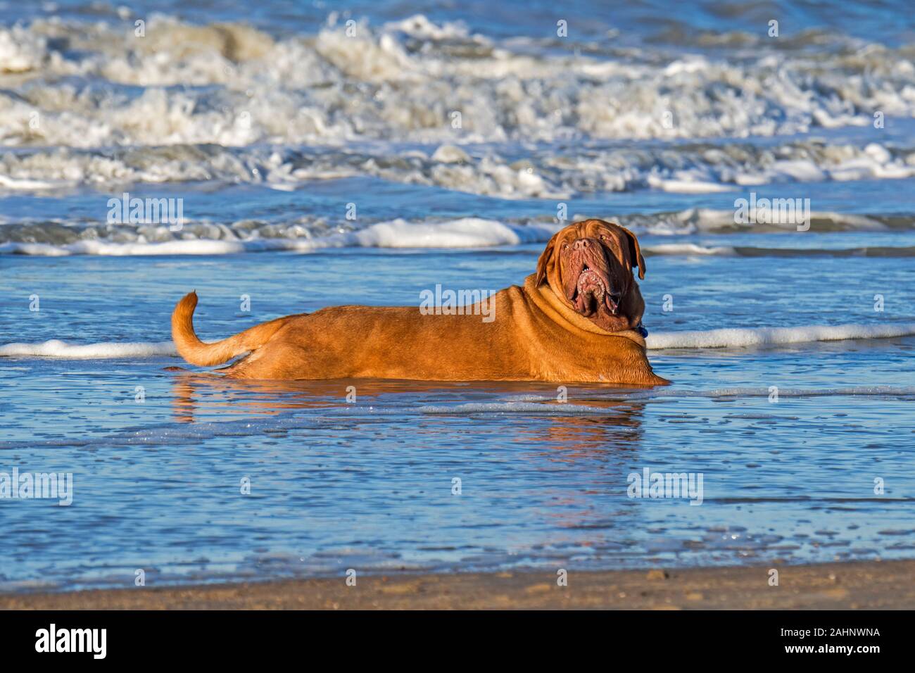Unleashed Dogue de Bordeaux/Bordeauxdogge/Bordeauxdog, Hund Abkühlung im Meer Wasser gestreckt am Strand Stockfoto