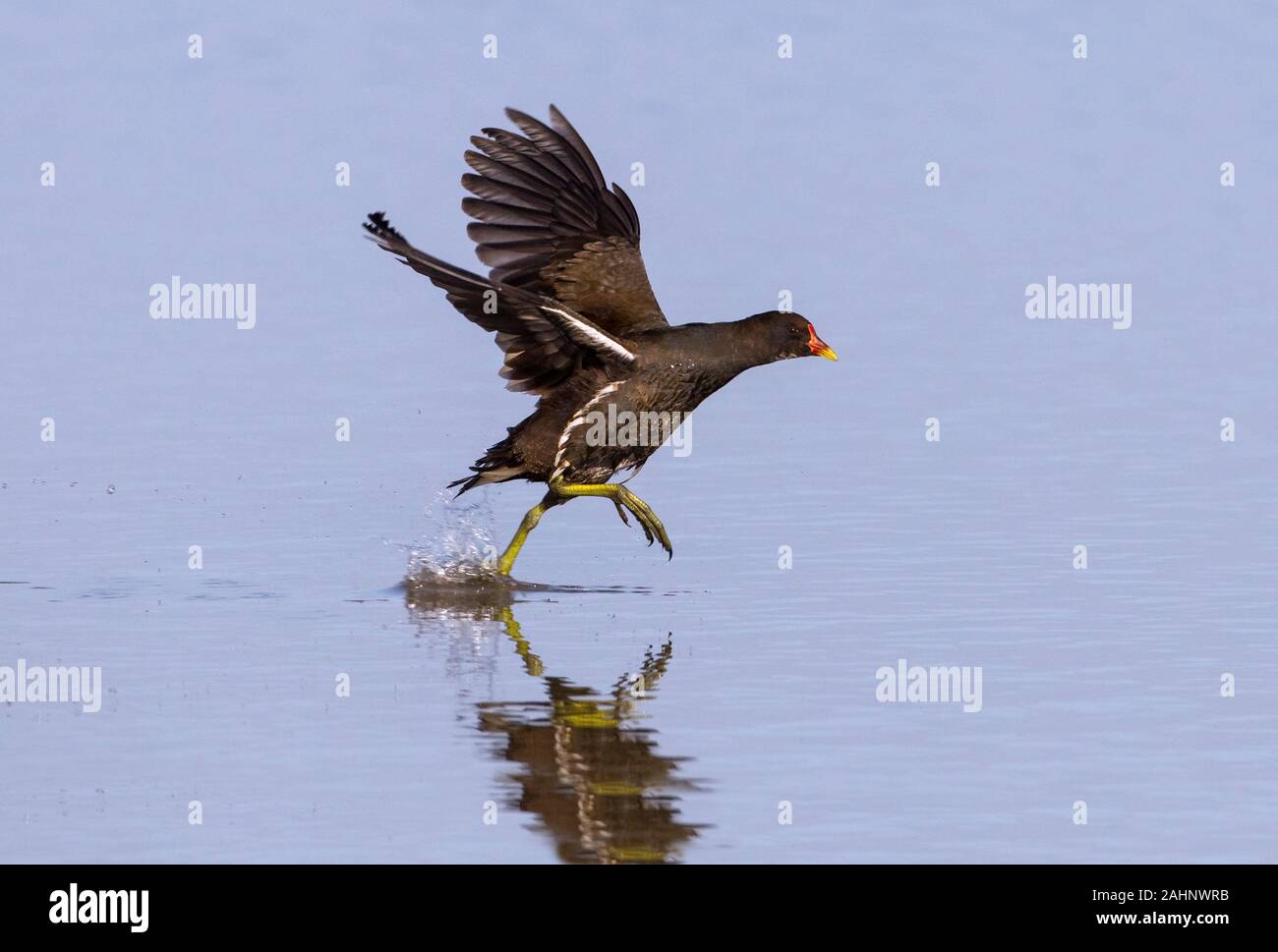 Sumpfhuhn Gallinula chloropus Porträt im Winter bei Cley Naturschutzgebiet North Norfolk Stockfoto