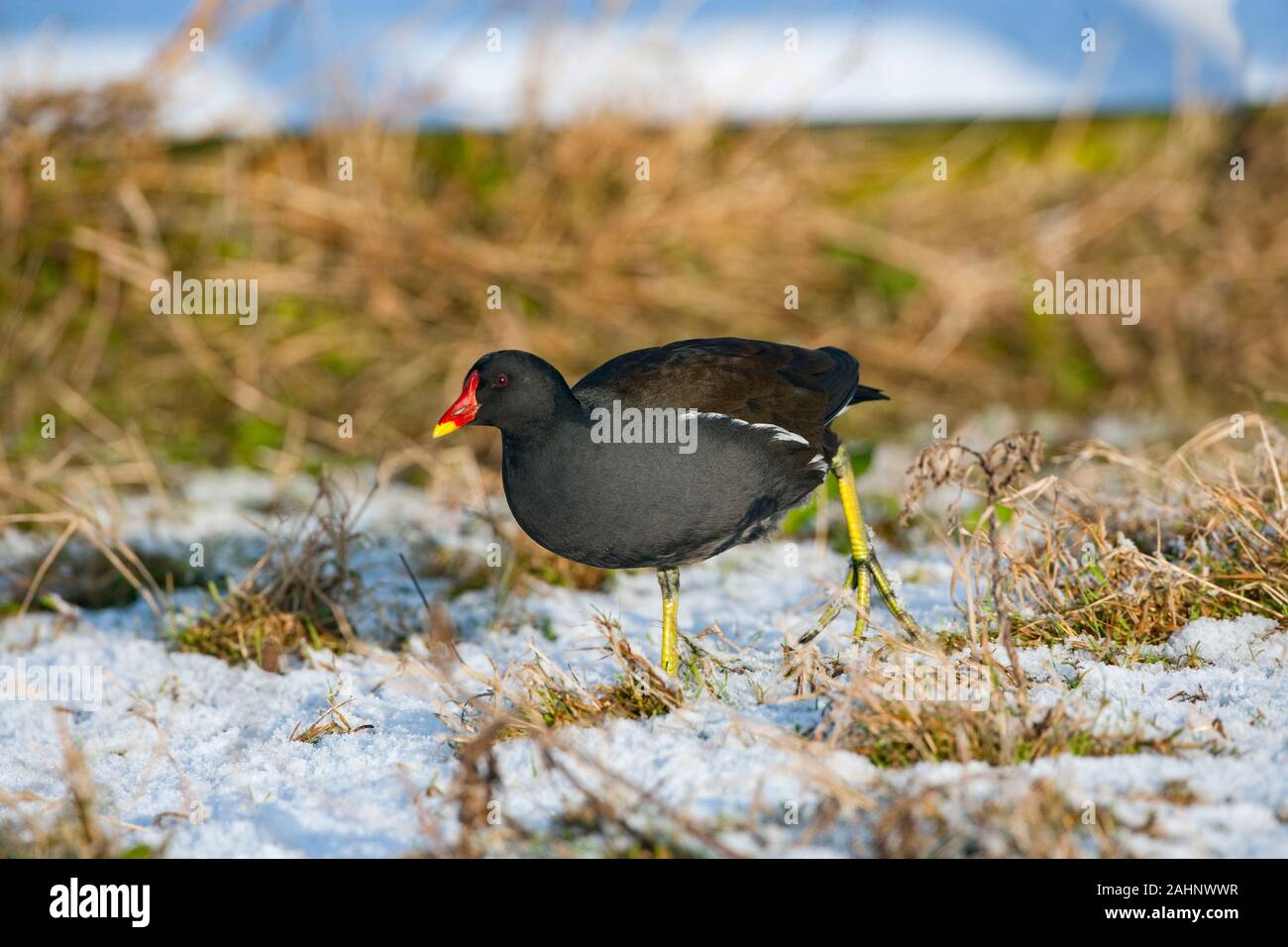 Sumpfhuhn Gallinula chloropus Fütterung in schneebedeckten Feld im Winter Norfolk Stockfoto