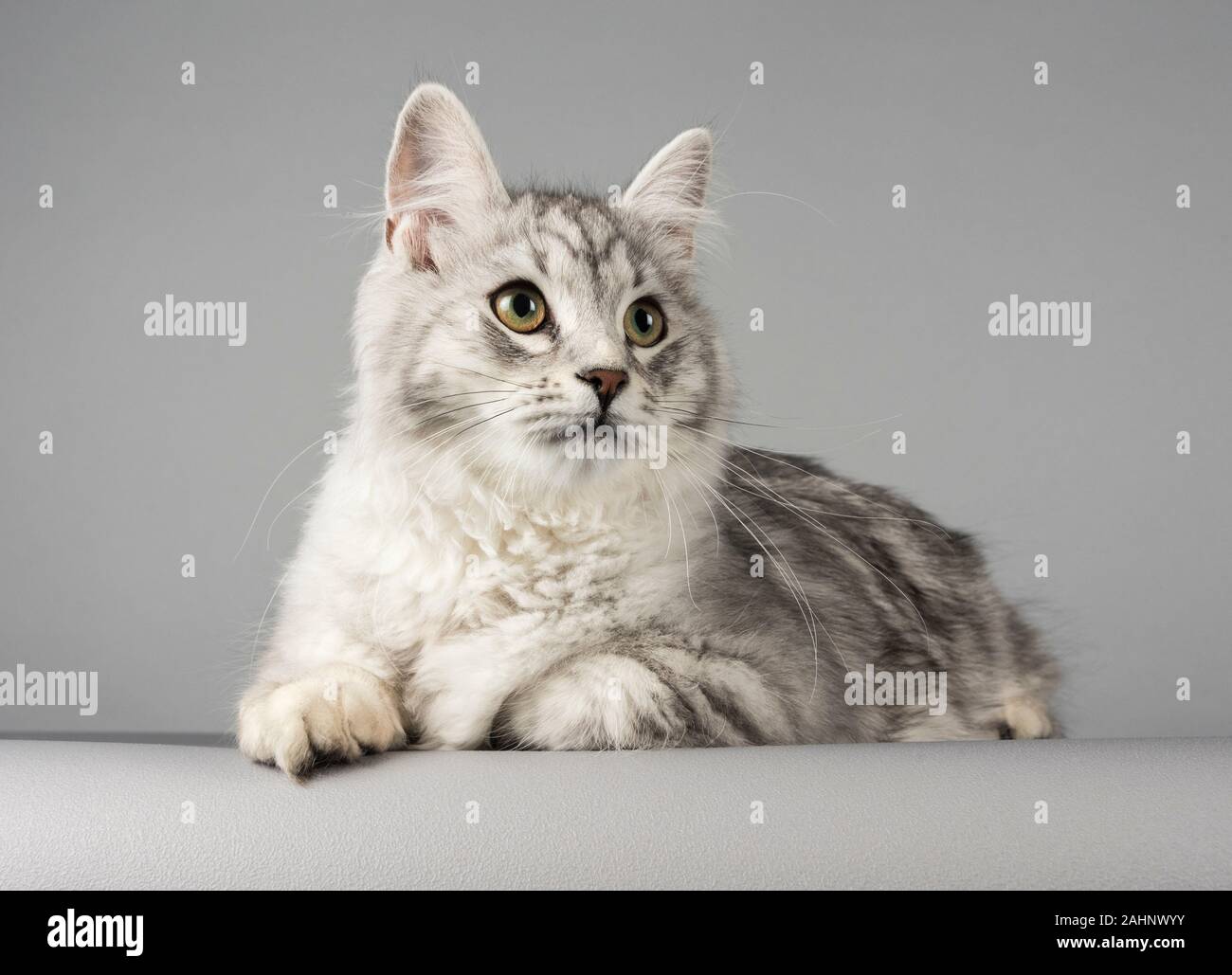 Silber gestromt - Sibirische Katze 7 Monate alt, männlich, UK. Stockfoto