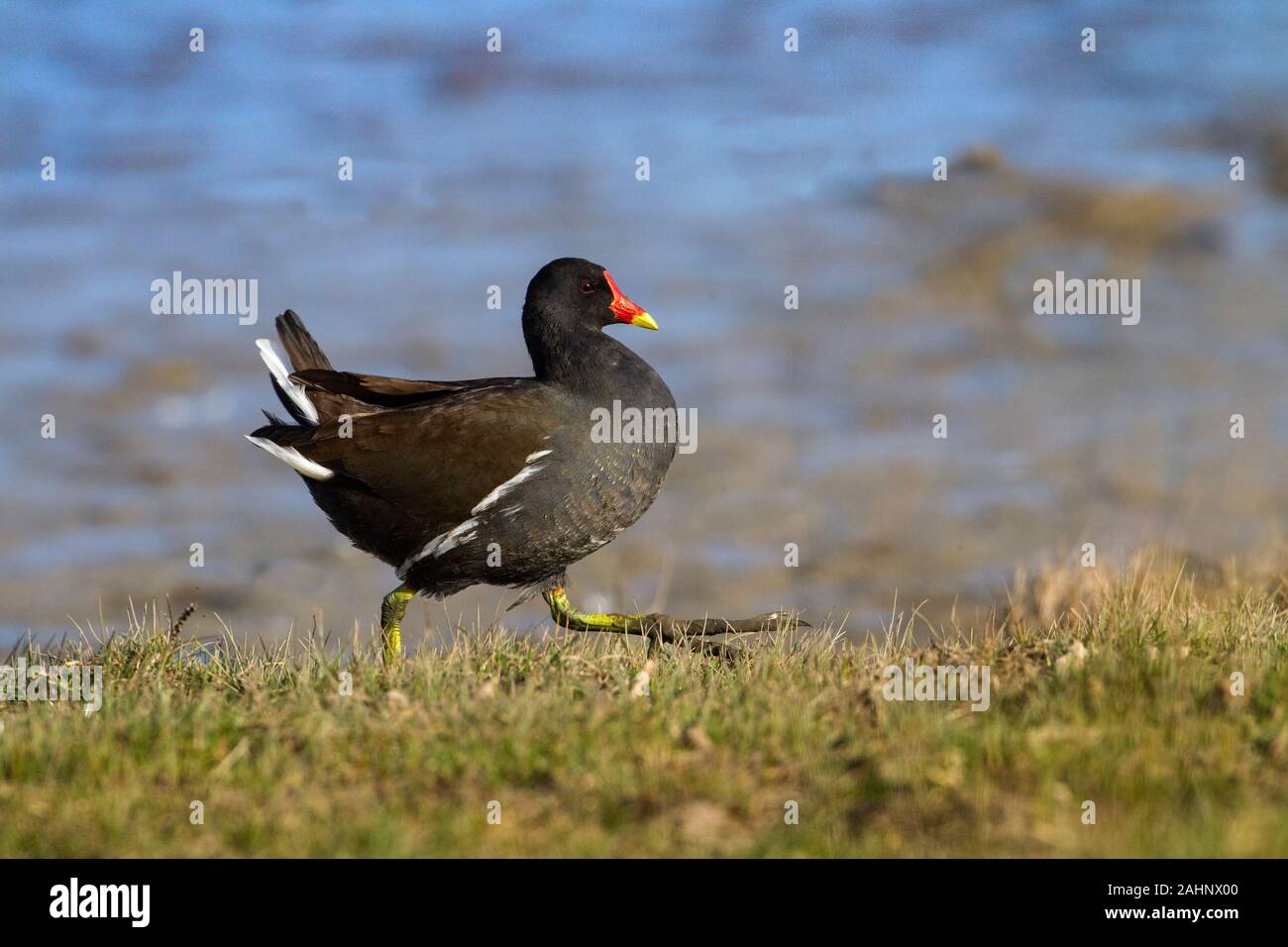 Moorhen Gallinula Chloropus Fütterung im überfluteten Gebiet im Winter Norfolk Stockfoto