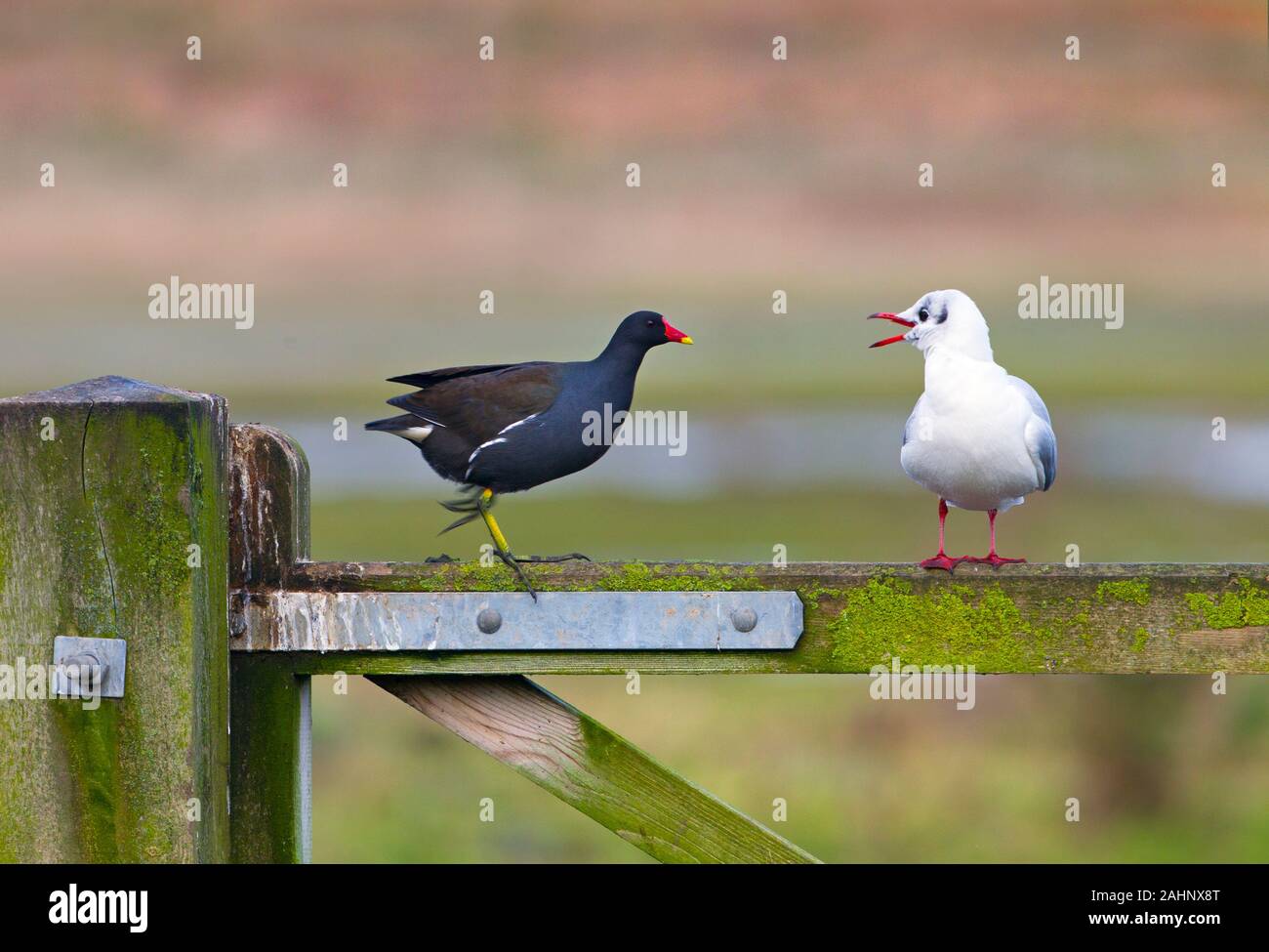 Schwarze Spitze Gull Larus Ridibundus und Teichhuhn auf Zaun Stockfoto