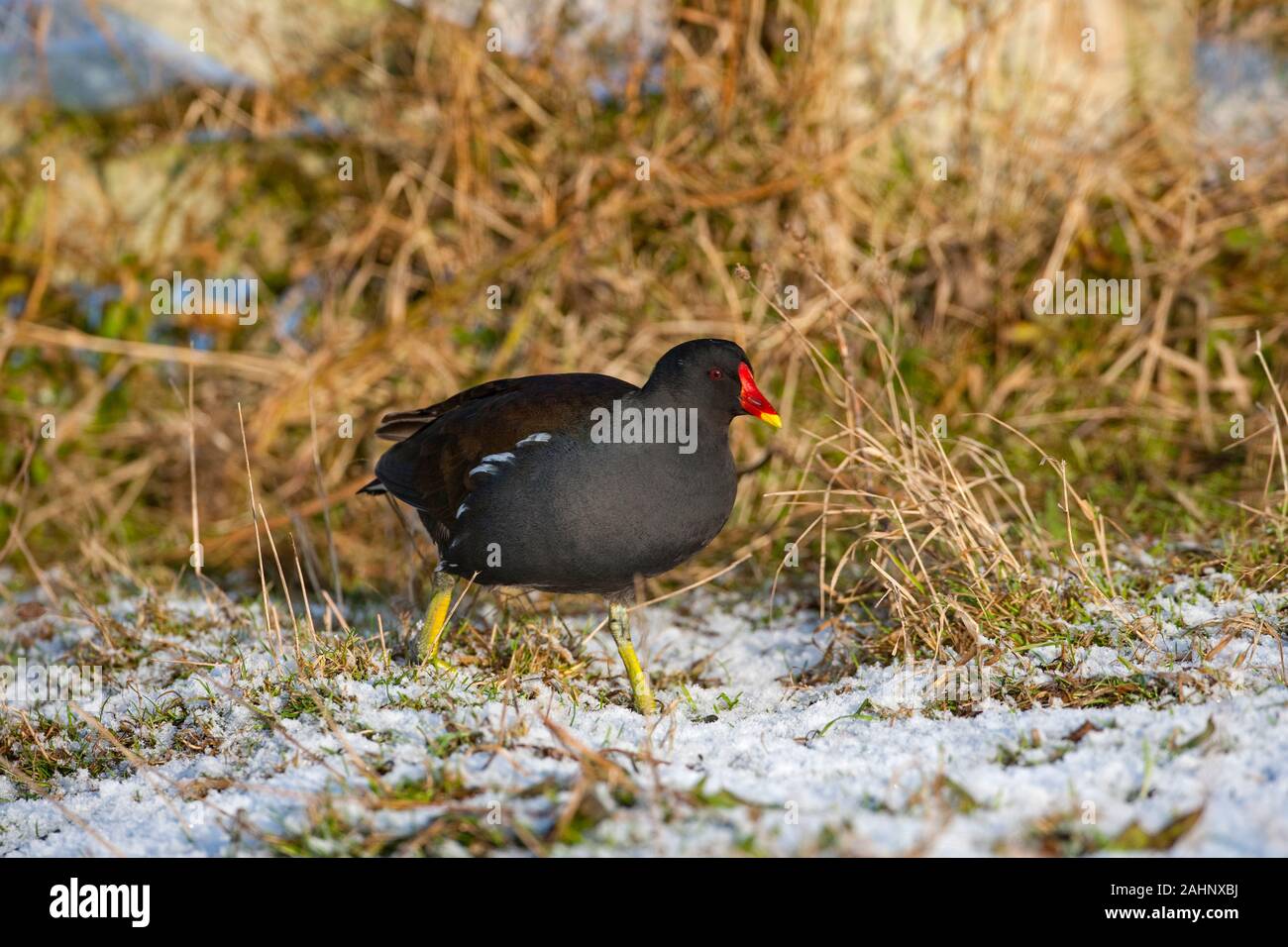 Sumpfhuhn Gallinula chloropus Fütterung in schneebedeckten Feld im Winter Norfolk Stockfoto