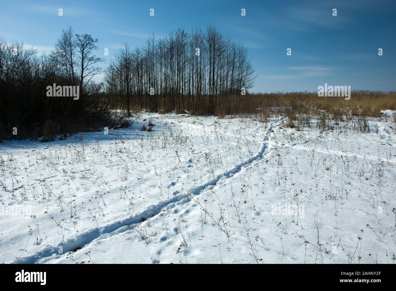 Tierische Fußabdrücke auf Schnee, Winter sonniger Tag Stockfoto