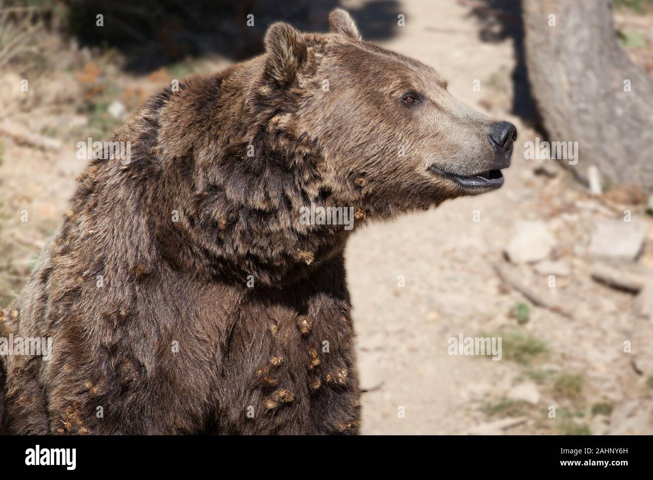 Porträt eines Bären in den Pyrenäen, Sant Julia de Loria, Andorra. Stockfoto