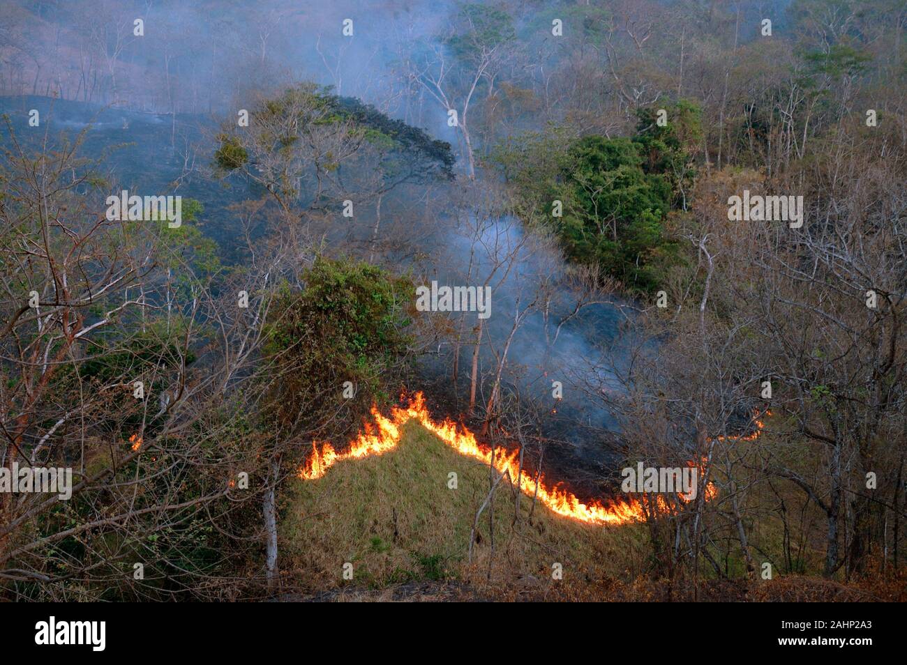 Costa Rica, Feuer im Wald, Brandrodung? Stockfoto