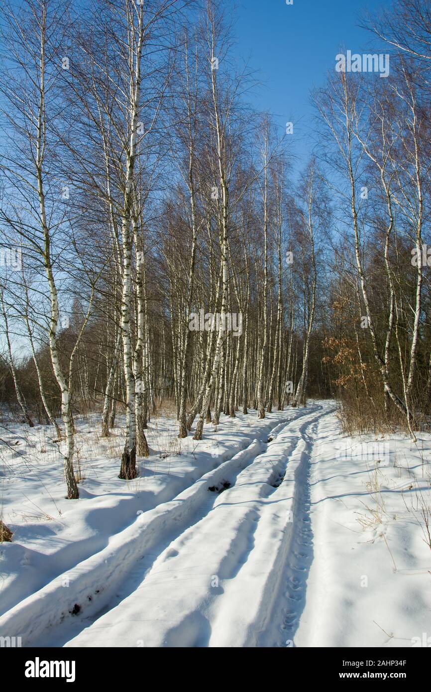 Spuren von Rädern auf Schnee in einem Wald Stockfoto