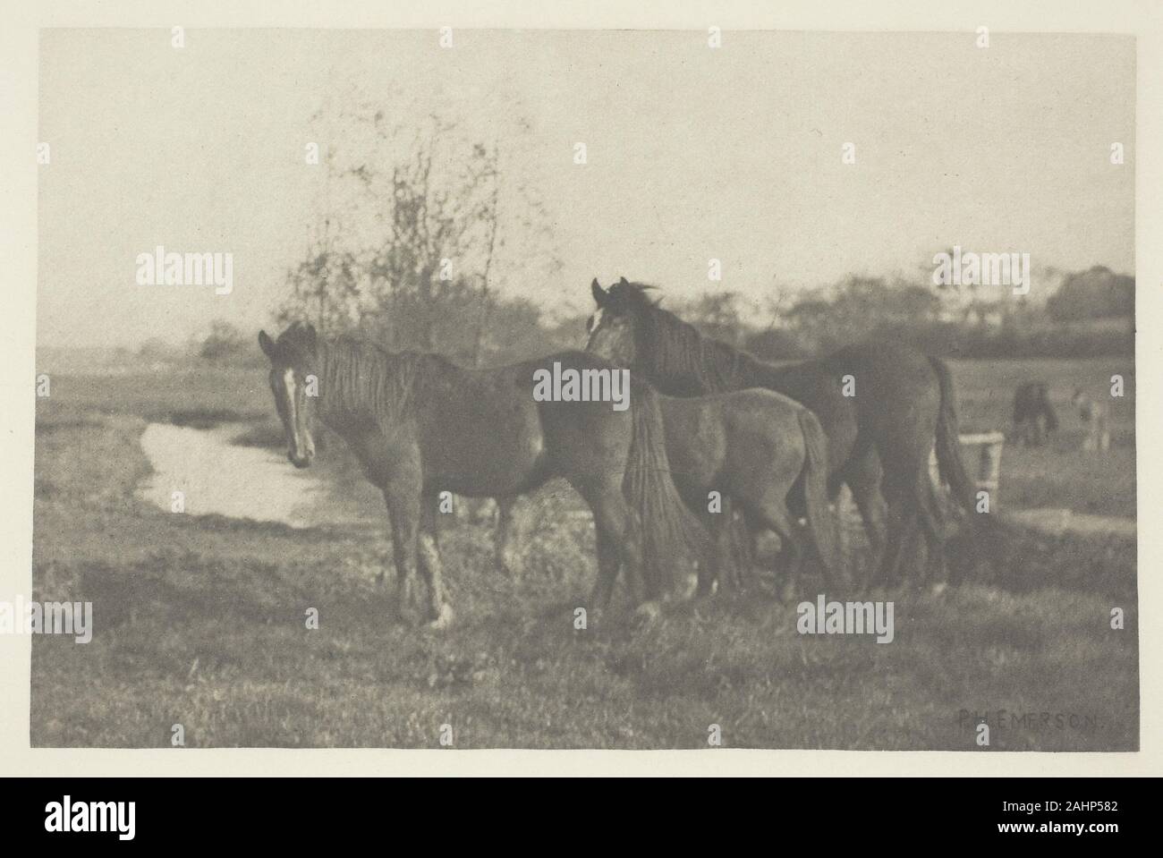 Peter Henry Emerson. Colte auf ein Norfolk Marsh. 1883 - 1887. England. Photogravüre, PL. Aus dem Album Bilder von East Anglian Leben (1888 V) Stockfoto