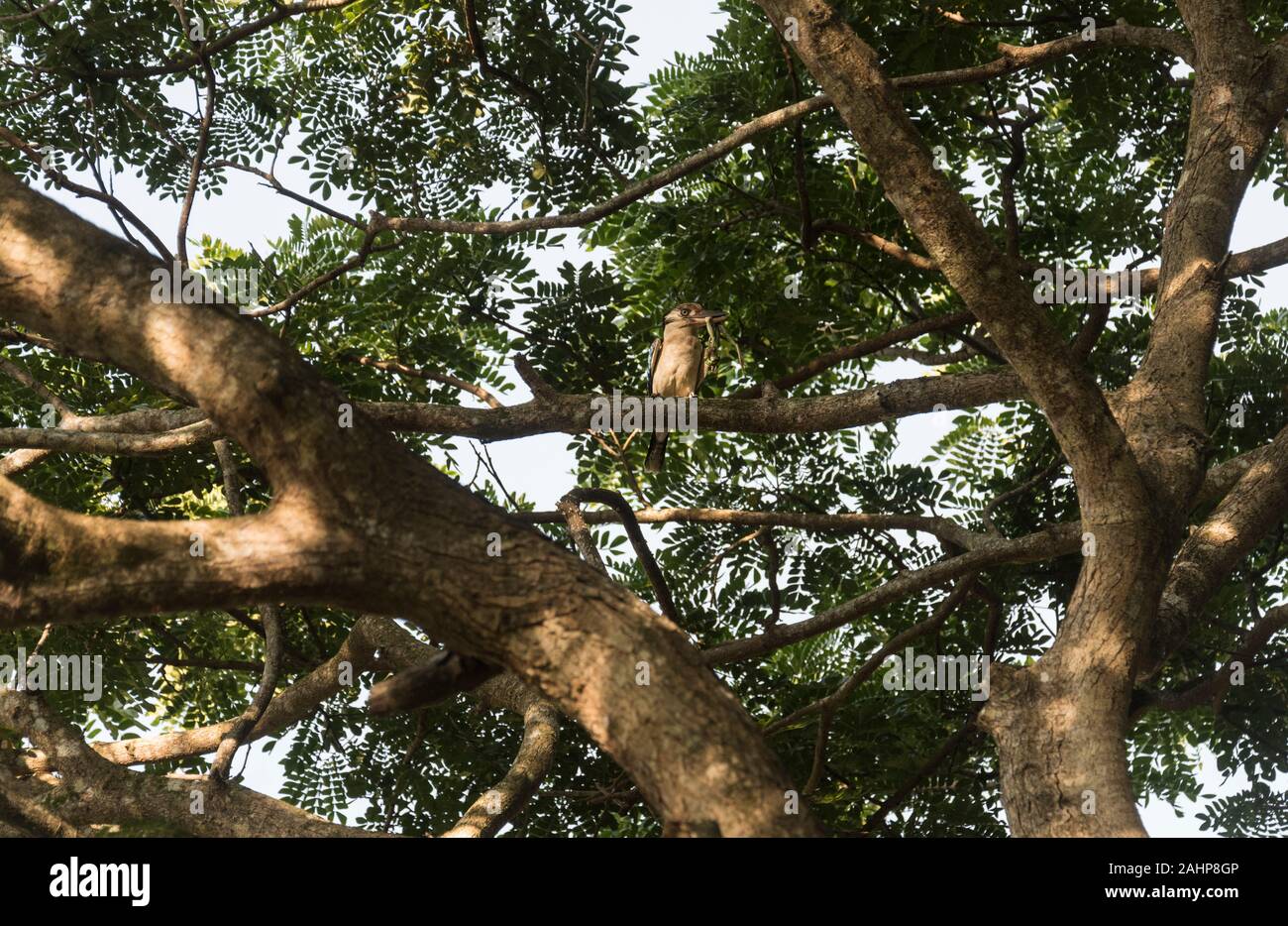 Blue-winged Kookaburra (Dacelo leachii intermedia) mit einem Frosch. Stockfoto