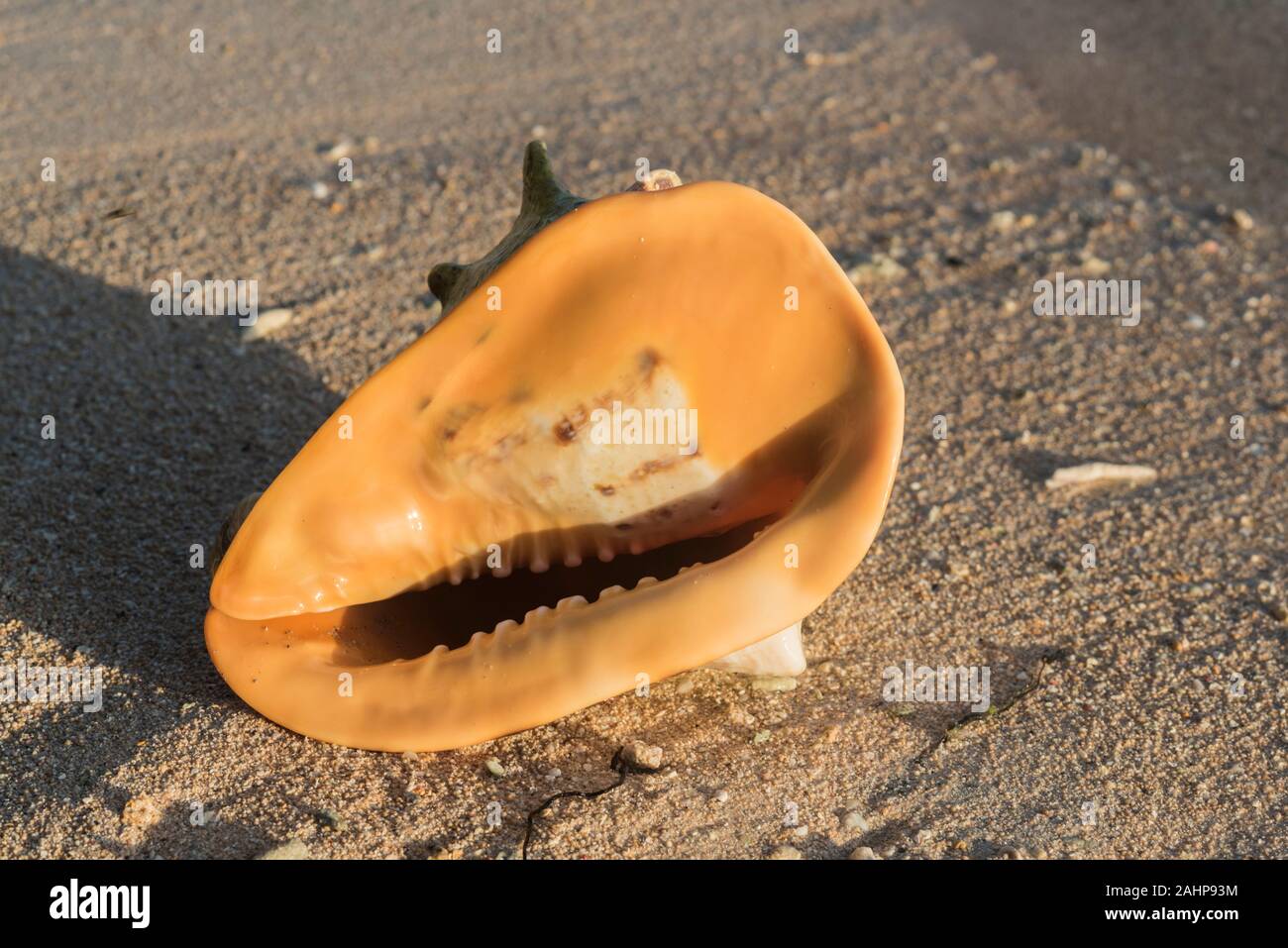 Gehörnten Helm Shell (Cassia cornuta) Stockfoto