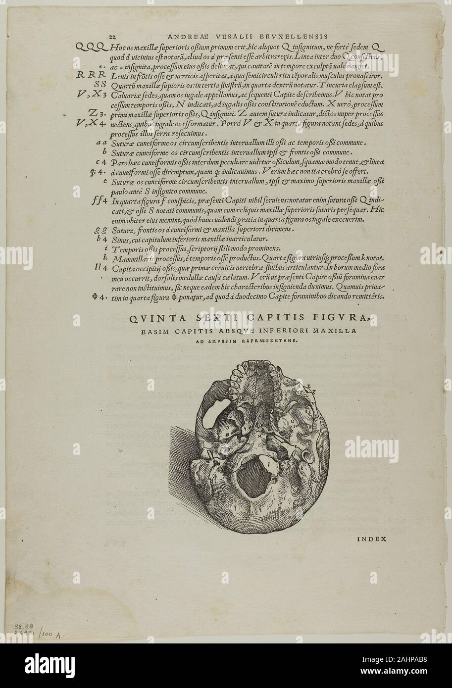 Jan Stephan van Calcar. Blatt von De Humani Corporis Fabrica (Schädel), Platte 100 von Holzschnitten aus Büchern aus dem 16. Jahrhundert. 1543. Niederlande. Holzschnitt auf Papier Stockfoto