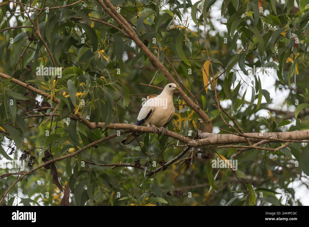 Thront Torresian Imperial Pigeon (Ducula spilorrhoa) Stockfoto