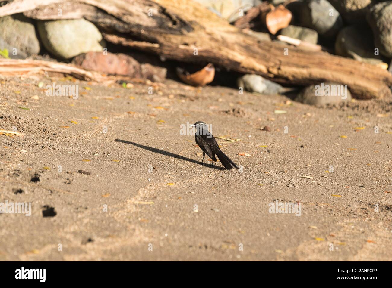 Willie Bachstelze (Rhipidura leucophyrs) in Papua-Neuguinea Stockfoto